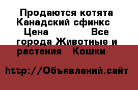 Продаются котята Канадский сфинкс › Цена ­ 15 000 - Все города Животные и растения » Кошки   